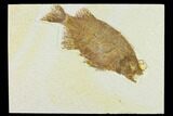 Bargain, Fish Fossil (Phareodus) - Uncommon Fish #132873-1